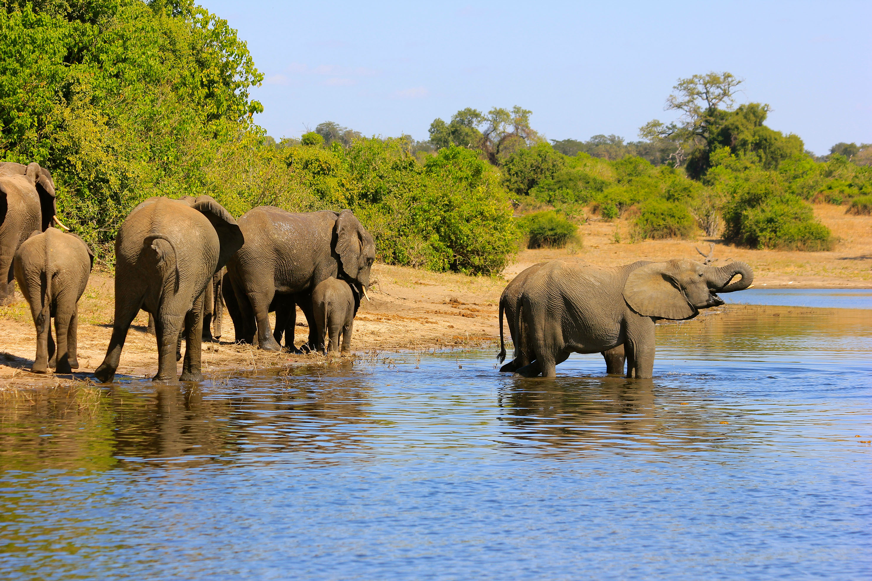 Afrique-du-Sud-Chobe-riviere-elephants©.jpg